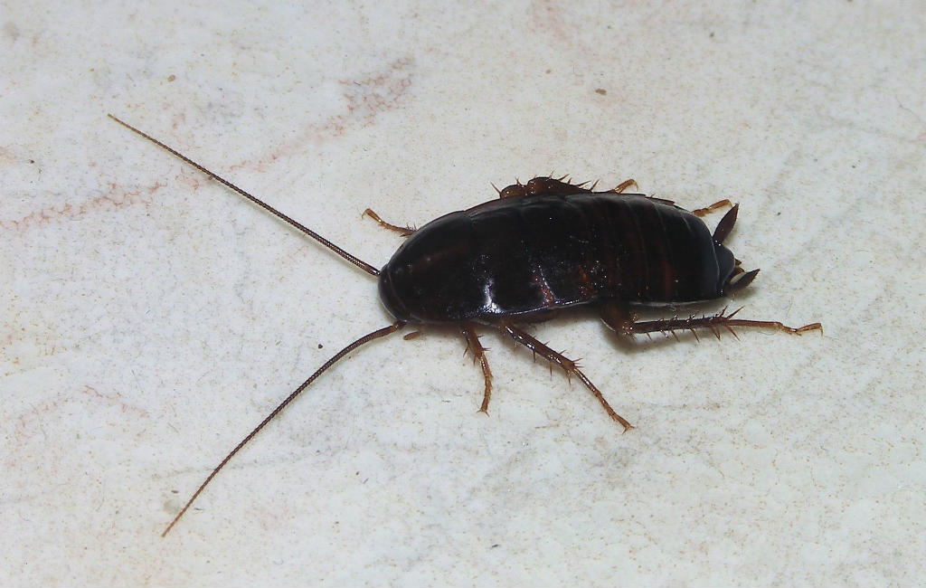 Kakkerlakken in Spanje