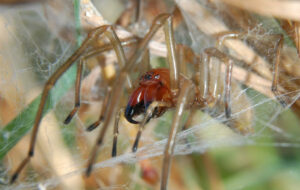 Giftige spinnen in Spanje