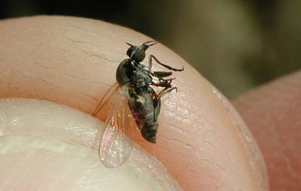 De mosca negra of ‘kriebelmug’ in Spanje