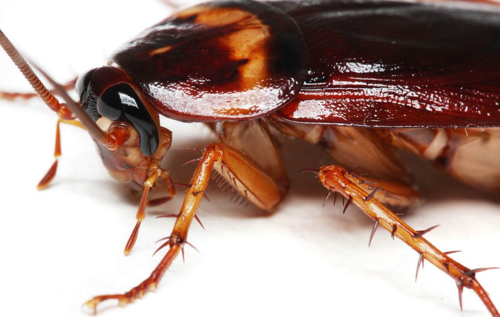 Kakkerlakken in Spanje