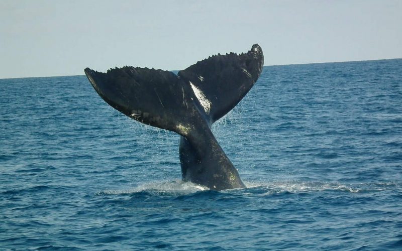Waar kun je walvissen kijken in Spanje