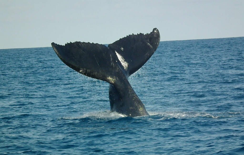 Waar kun je walvissen kijken in Spanje