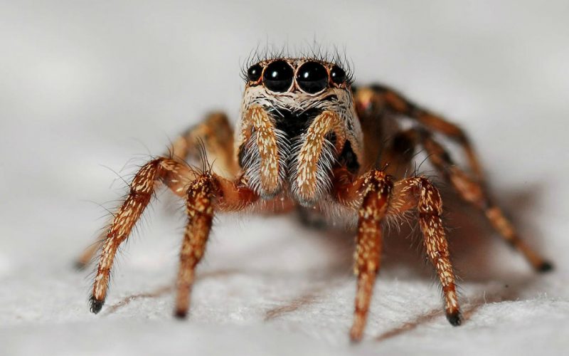 Giftige spinnen in Spanje